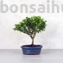 Kép 1/3 - Ilex (Japán magyal) - egyenes törzsű