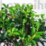 Kép 2/3 - Ilex (Japán magyal) bonsai, lombkorona