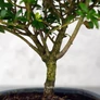 Kép 3/3 - Ilex (Japán magyal) bonsai, törzs
