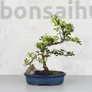 Kép 1/2 - Ilex (Japán magyal) - hajlított törzsű
