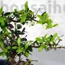 Kép 2/2 - Rhododendron (Azálea) bonsai