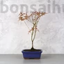 Kép 1/3 - Acer (Juhar) bonsai