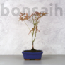 Kép 1/3 - Acer (Juhar) bonsai
