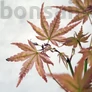 Kép 2/3 - Acer (Juhar) bonsai