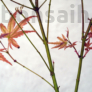 Kép 3/3 - Acer (Juhar) bonsai