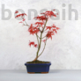 Kép 1/2 - Acer (Juhar) bonsai