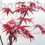 Kép 2/2 - Acer (Juhar) bonsai