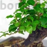 Kép 2/3 - Ligustrum chinesis (Kínai fagyal) bonsai, lomb