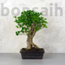 Kép 1/3 - Ligustrum chinesis (Kínai fagyal) bonsai