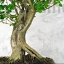 Kép 3/3 - Ligustrum chinesis (Kínai fagyal) bonsai, törzs