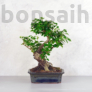 Kép 1/3 - Ligustrum chinesis (Kínai fagyal) bonsai