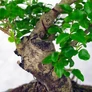 Kép 2/3 - Ligustrum chinesis (Kínai fagyal) bonsai, lomb