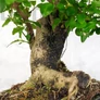 Kép 3/3 - Ligustrum chinesis (Kínai fagyal) bonsai, törzs