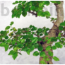 Kép 2/3 - Ligustrum chinesis (Kínai fagyal) bonsai, lomb