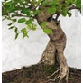 Kép 2/7 - Ligustrum chinesis bonai törzse