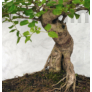 Kép 3/3 - Ligustrum chinesis (Kínai fagyal) bonsai, törzs