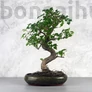 Kép 1/3 - Ligustrum chinesis (Kínai fagyal) bonsai
