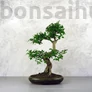 Kép 1/3 - Ligustrum chinesis (Kínai fagyal) bonsai