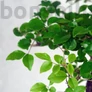 Kép 2/3 - Ligustrum chinesis (Kínai fagyal) bonsai, lomb
