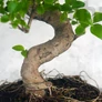 Kép 3/3 - Ligustrum chinesis (Kínai fagyal) bonsai, törzs