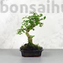 Kép 1/3 - Ligustrum chinesis (Kínai fagyal) bonsai