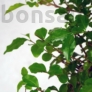 Kép 3/7 - Ligustrum chinesis bonsai lombja