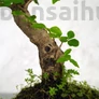 Kép 2/7 - Ligustrum chinesis bonai hajlított törzse