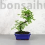 Kép 1/3 - Metasequoia (Mamutfenyő) bonsai