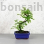 Kép 1/3 - Metasequoia (Mamutfenyő) bonsai