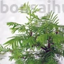 Kép 3/3 - Metasequoia (Mamutfenyő) bonsai, lomb