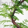 Kép 2/3 - Metasequoia (Mamutfenyő) bonsai, törzs