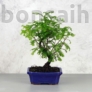 Kép 1/3 - Metasequoia (Mamutfenyő) bonsai