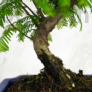 Kép 2/3 - Metasequoia (Mamutfenyő) bonsai, törzs