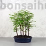 Kép 1/4 - Metasequoia (Mamutfenyő) bonsai