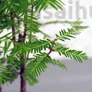 Kép 4/4 - Metasequoia (Mamutfenyő) bonsai, lomb