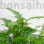 Kép 3/3 - Metasequoia (Mamutfenyő) bonsai, lomb