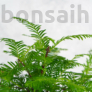 Kép 3/3 - Metasequoia (Mamutfenyő) bonsai, lomb