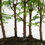 Kép 2/4 - Metasequoia (Mamutfenyő) bonsai, törzs