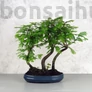 Kép 5/5 - Metasequoia (Mamutfenyő) bonsai fa