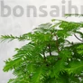 Kép 3/5 - Metasequoia (Mamutfenyő) bonsai, lomb