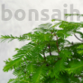 Kép 3/3 - Metasequoia (Mamutfenyő) bonsai, lomb
