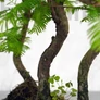 Kép 2/5 - Metasequoia (Mamutfenyő) bonsai, törzs