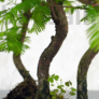 Kép 2/3 - Metasequoia (Mamutfenyő) bonsai, törzs