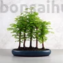 Kép 1/4 - Metasequoia (Mamutfenyő) bonsai