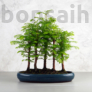 Kép 1/4 - Metasequoia (Mamutfenyő) bonsai