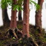 Kép 4/4 - Metasequoia (Mamutfenyő) bonsai, törzs