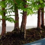 Kép 2/4 - Metasequoia (Mamutfenyő) bonsai, törzs