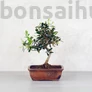 Kép 1/4 - Olea (Olajfa) bonsai