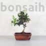 Kép 1/4 - Olea (Olajfa) bonsai