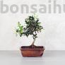 Kép 1/4 - Olea (Olajfa) bonsai